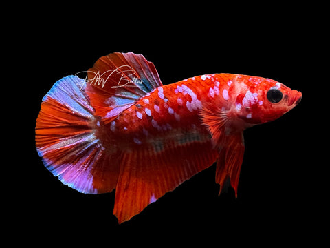Red Galaxy HMPK Male Betta | M2872