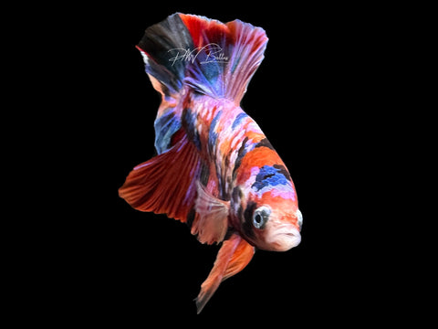 Candy HMPK Male Betta | M2591