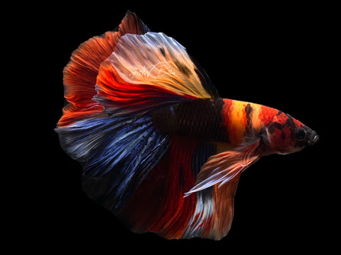 Koi Halfmoon Male Betta | M2596