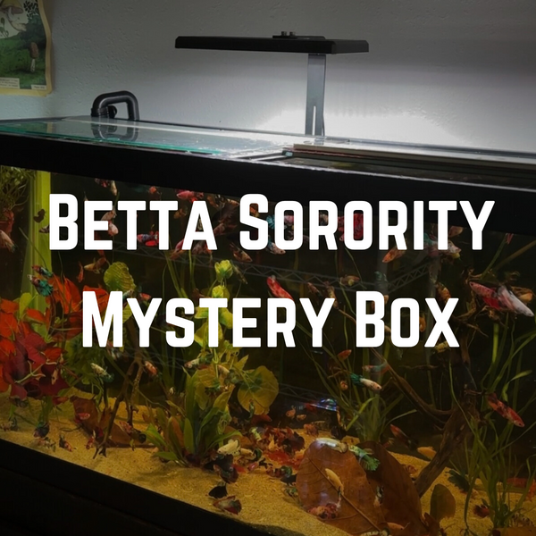 Betta Sorority Mystery Box – PNW Bettas