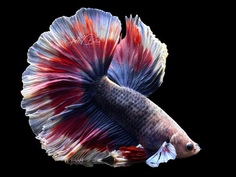 Salamander Butterfly HM Male Betta | M2614