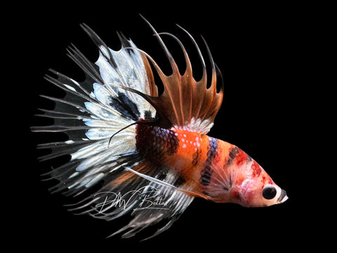 Koi Crowntail Male Betta | M2305