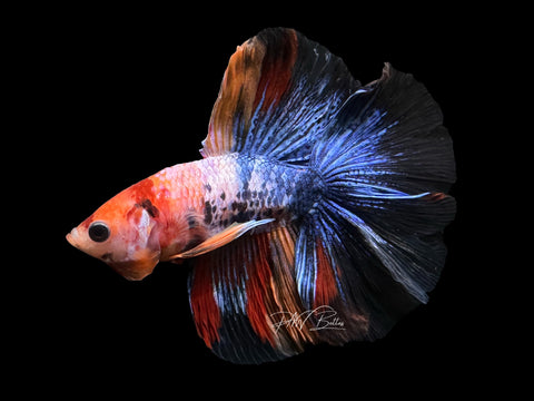 Koi DTHM Male Betta | M2611