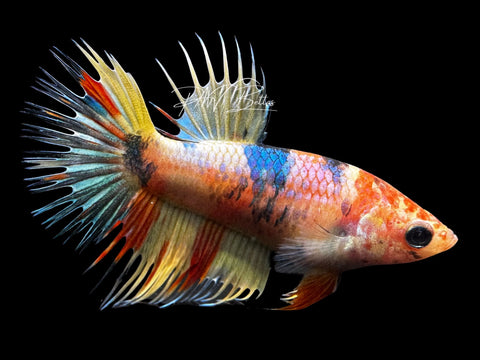 Marble Crowntail Female Betta | F1726