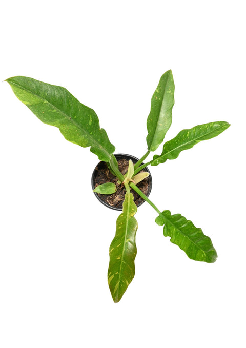 Philodendron Ring of Fire 4”