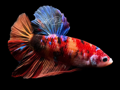 Giant Koi HMPK Male Betta | M2862