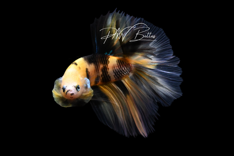 Yellow Koi Halfmoon Male Betta | M4082