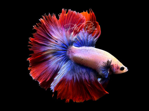 Mascot Halfmoon Male Betta | M3085
