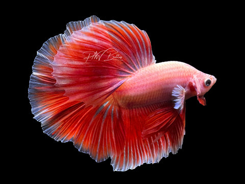 Lavender HM Male Betta | M2407