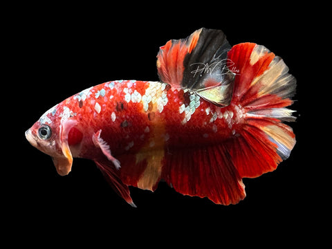 Nemo Galaxy HMPK Male Betta | M2397