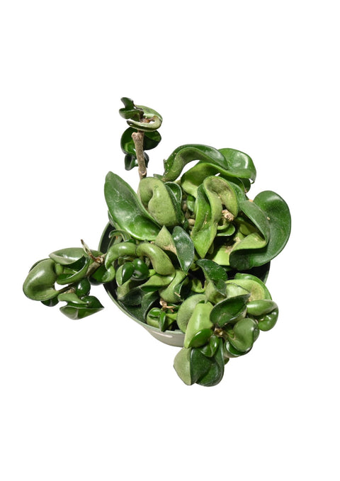 Hoya Compacta 4”