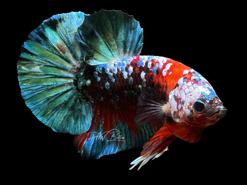 Red Galaxy HMPK Male Betta | M2396