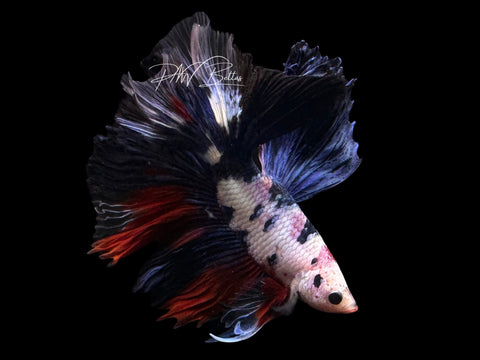 Fancy Koi Halfmoon Male Betta | LM4