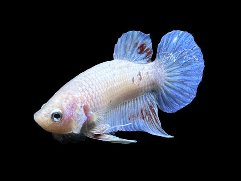 USA Bred Iridescent Plakat Male Betta | M2647