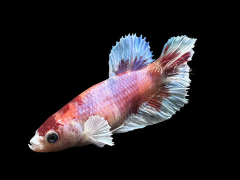 Candy Dumbo Halfmoon Female Betta | F2816
