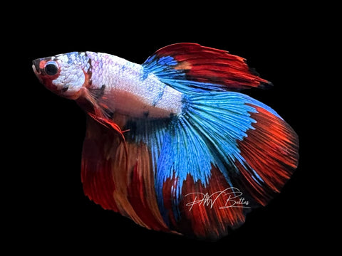 Fancy Koi Delta Male Betta | M3096