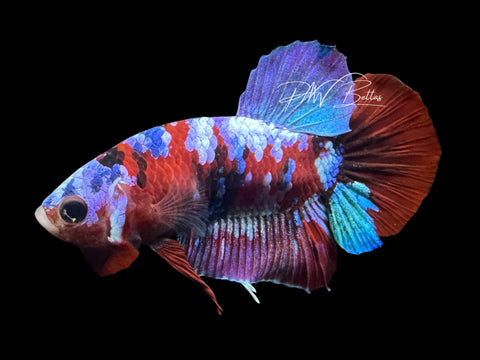 Red Galaxy HMPK Male Betta | M3078