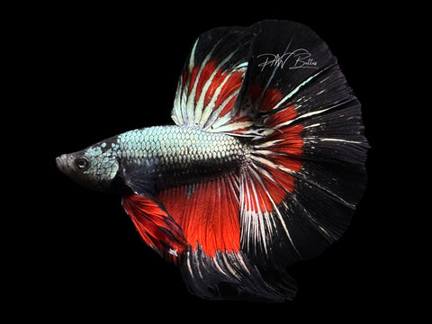 Red Copper HM Male Betta | M2604