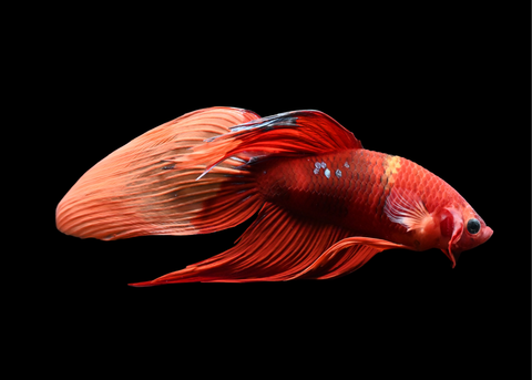 Nemo Veiltail Male Betta | 5210