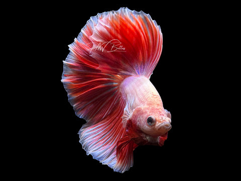 Lavender HM Male Betta | M2407