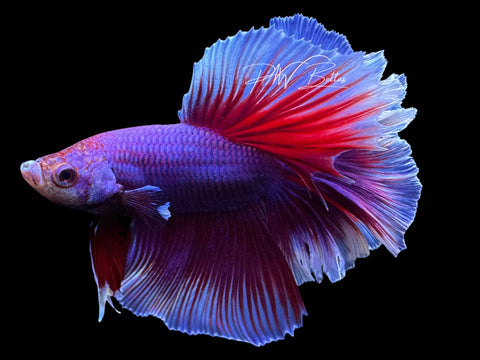 Salamander Halfmoon Male Betta | M2786