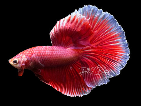 Salamander Halfmoon Male Betta | M2306