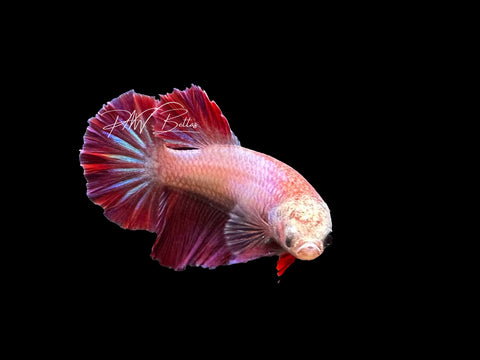 Salamander  HM Female Betta | LF3