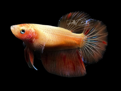 Armageddon Halfmoon Female Betta | F2819