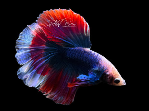 Mascot Buttefly HM Male Betta | M2625