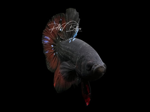 Avatar HMPK Male Betta | M2302