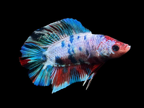 Blue Pokadot DTPK Male Betta | M2877