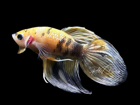 Yellow Koi Veiltail Male Betta | M2846