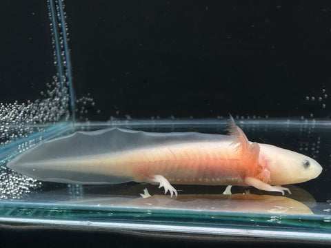 Juvenile Leucistic (Lucy) Axolotl | A0033