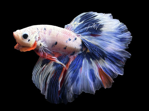 Blue Marble HM Male Betta | M2628
