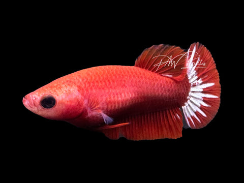Hellgirl HMPK Female Betta | F2310