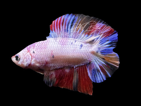 Fancy Marble DTPK Male Betta | M2806