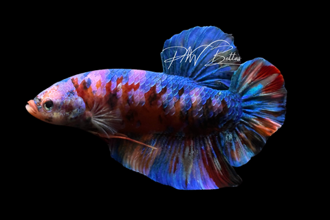 Candy Giant HMPK Male Betta | M4089