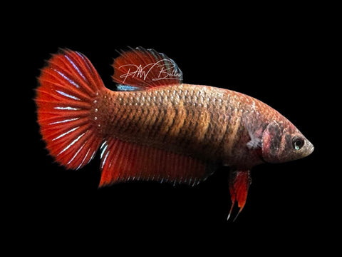 Hybrid Red Wild Type Pair | P2