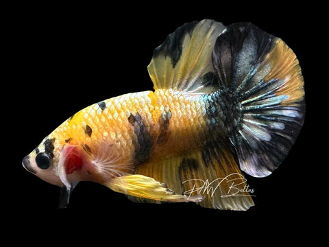 Yellow Copper HMPK Male Betta | M2300