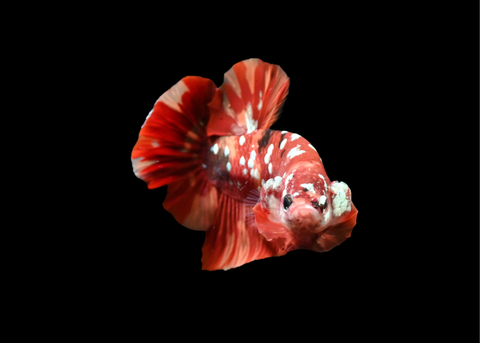 Red Copper Galaxy HMPK Male Betta | 5216