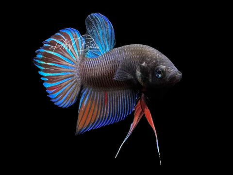 Hybrid Wild Tyle Male Betta | M2857