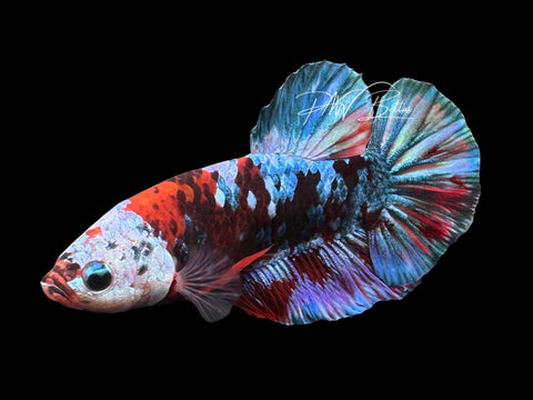 Galaxy HMPK Male Betta | Live Sale M5