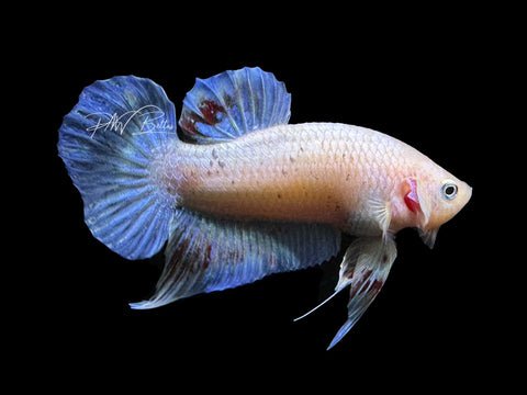 USA Bred Iridescent Plakat Male Betta | M2647