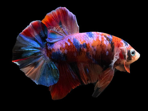 Candy HMPK Male Betta | M2591