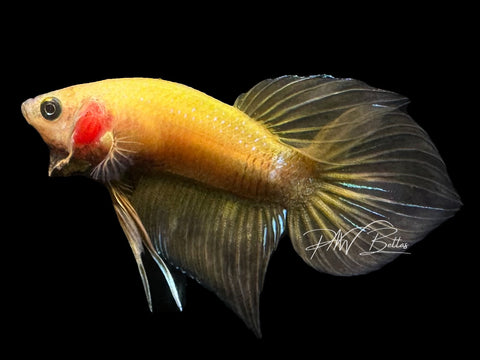 Yellow Hybrid Plakat Male Betta | M2870