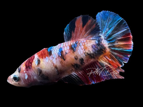 Koi HMPK Female Betta | F2806