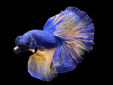 Mustard Halfmoon Male Betta | M2502