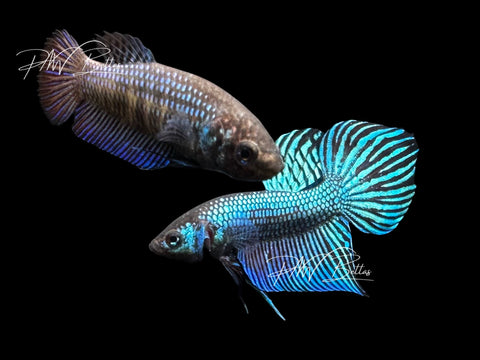 Green Mahachaiensis Pair | P1