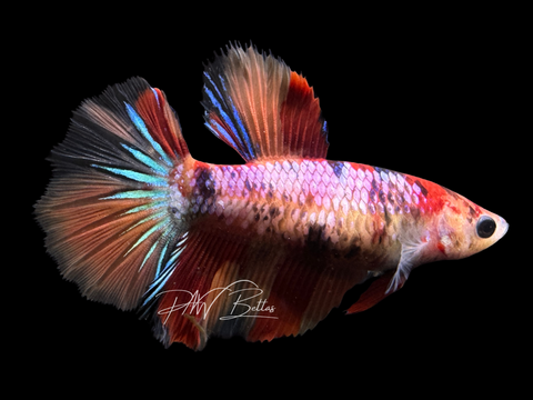 Candy Halfmoon Female Betta | F1651