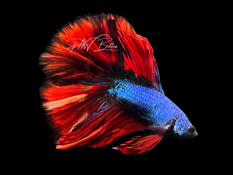 Marble DTHM Male Betta | M3082